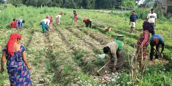 गण्डकी प्रदेशबाट म्याग्दीका किसानलाई दुई करोडभन्दा बढी अनुदान