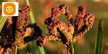 बहुगुणी अन्न कोदोः खेती गर्न किसानको अरुची