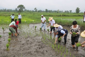 देशभर ९१ प्रतिशत धान रोपाइँ