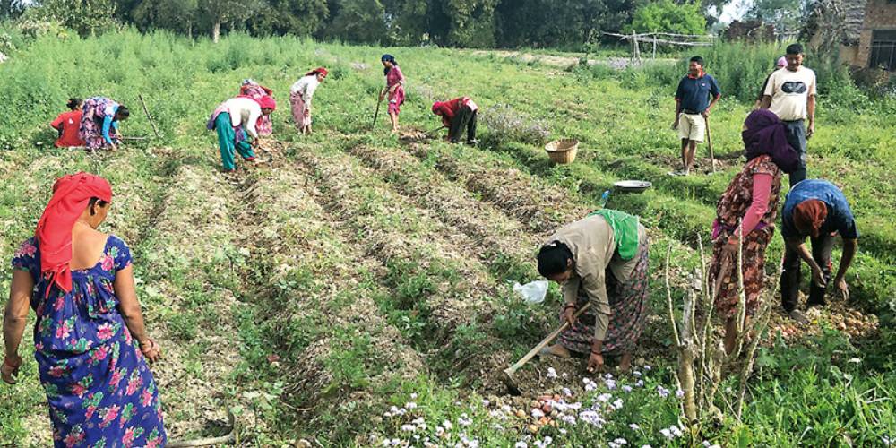 गण्डकी प्रदेशबाट म्याग्दीका किसानलाई दुई करोडभन्दा बढी अनुदान
