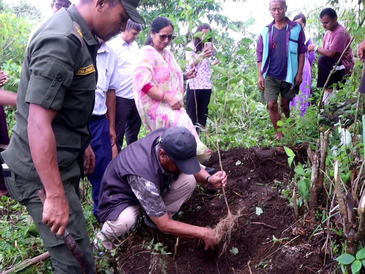 नवलपुरको गैँडाकोटमा चियाको परीक्षण खेती