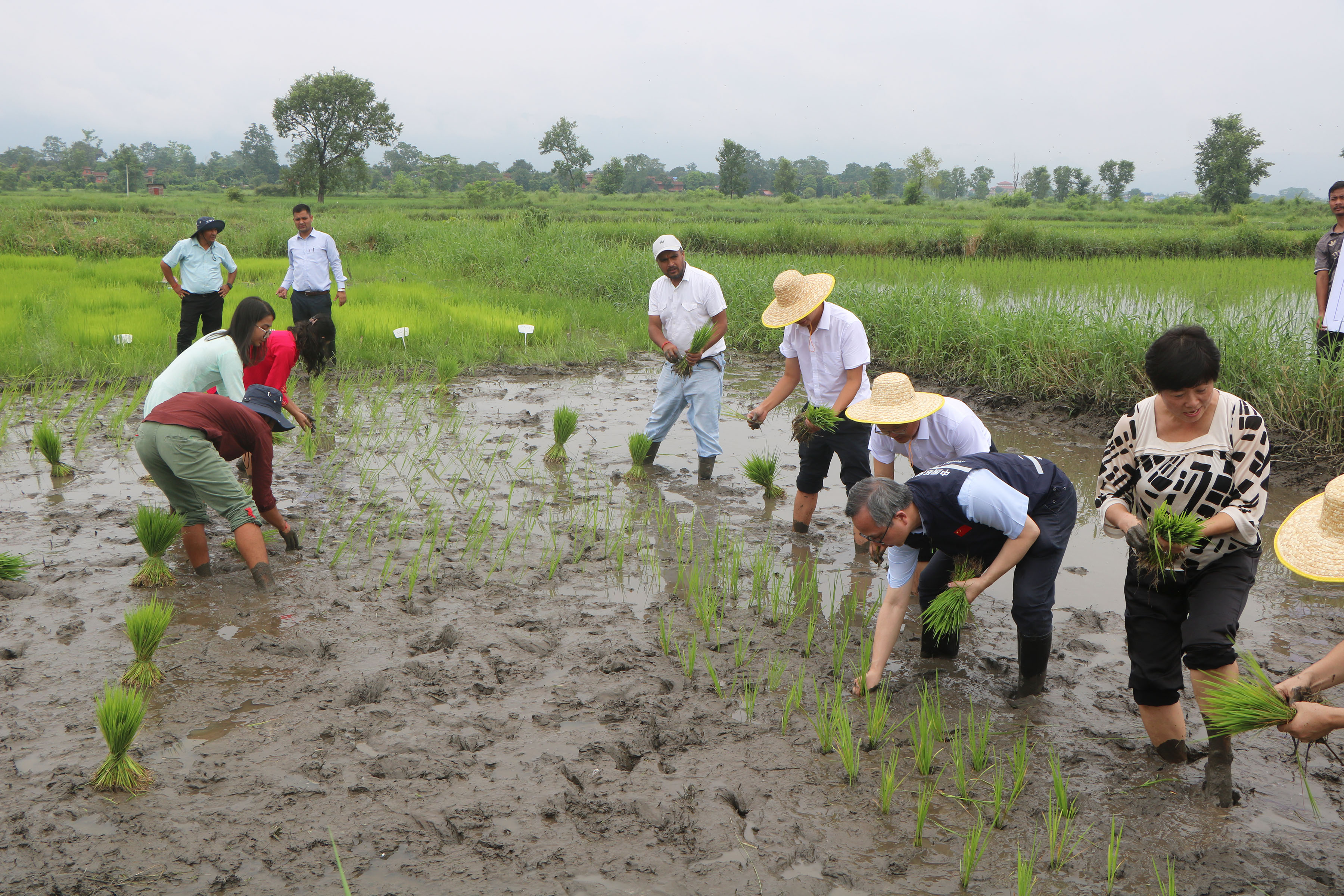 देशभर ९१ प्रतिशत धान रोपाइँ